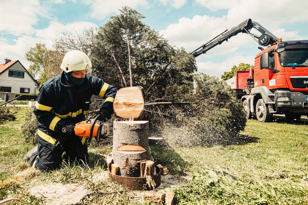 Tree Root Removal in Sugar Hill, GA